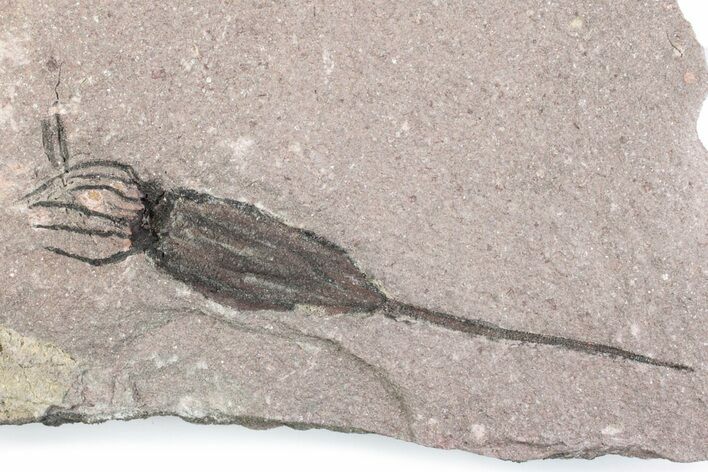 Fossil Eocrinoid (Ascocystites) - El Kaid Rami, Morocco #376541